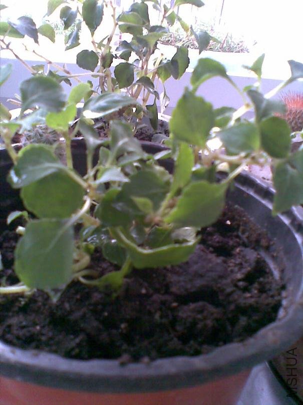 20100602(002).jpg