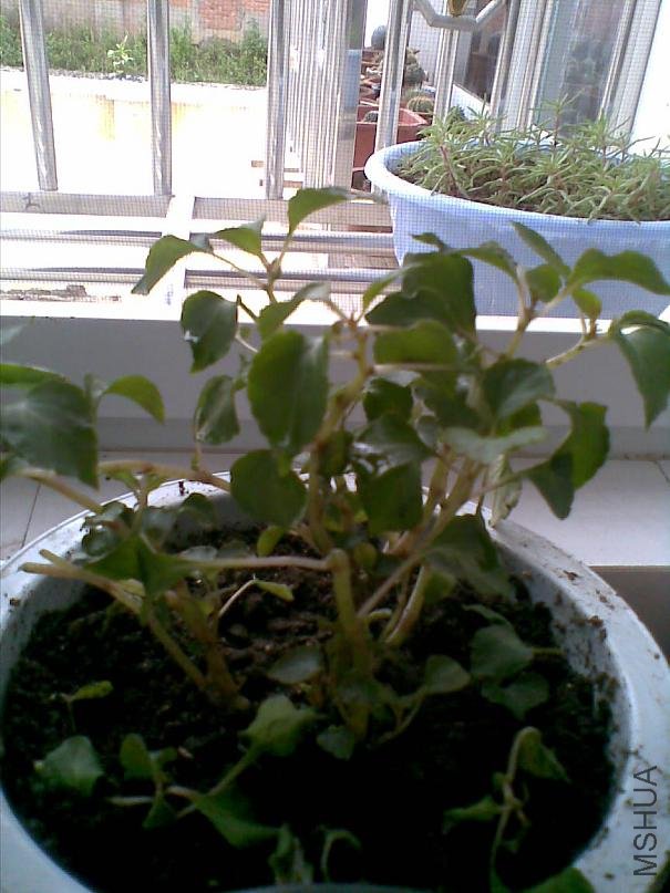 20100602(005).jpg