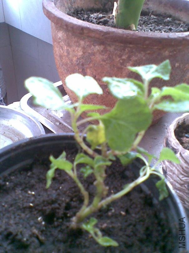 20100602(007).jpg