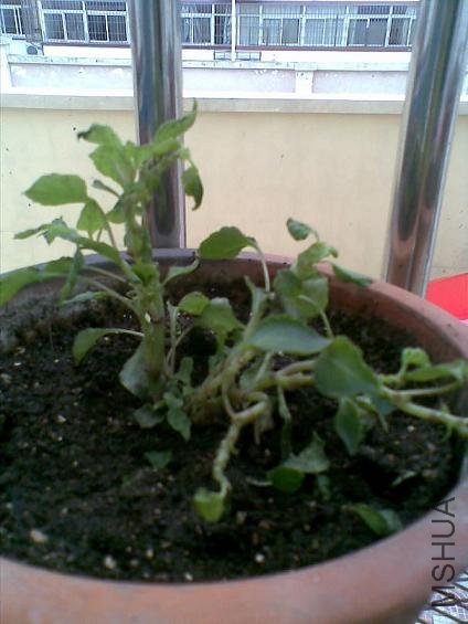20100602(012).jpg