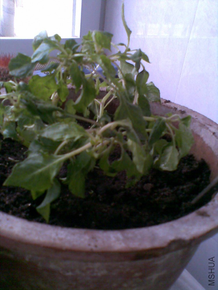 20100602.jpg