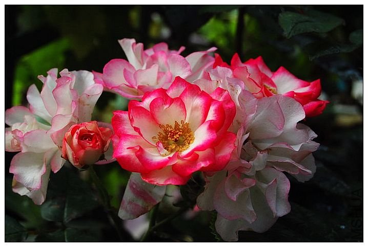 DSC_00250025.JPG