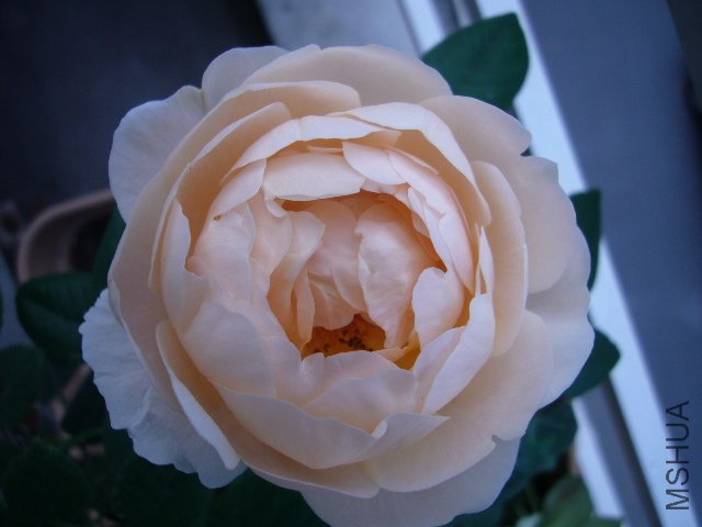 P1060947.JPG