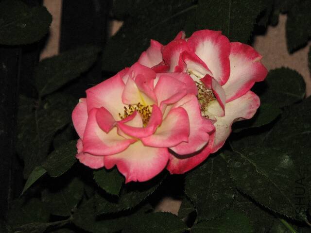 IMG_4846.JPG