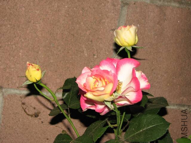IMG_4847.JPG