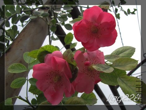 IMG_1742_��Ӱ_1.jpg