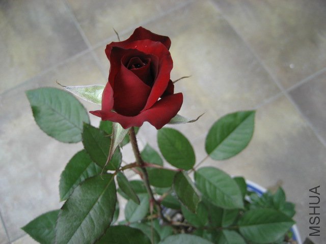 IMG_3234.JPG