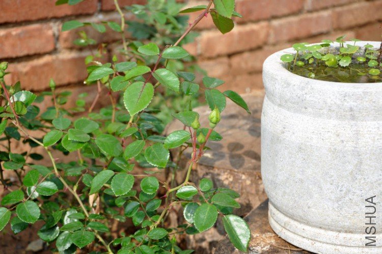 4444 23466698989tie 028.jpg