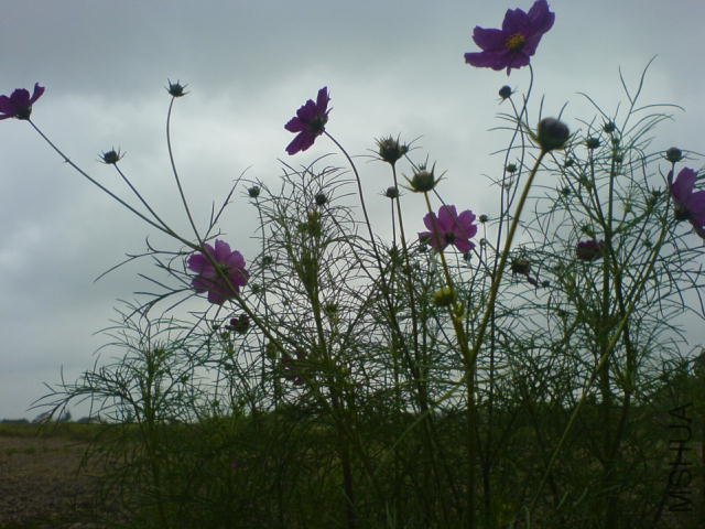 DSC03860.JPG