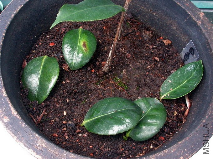 DSCN5974.jpg