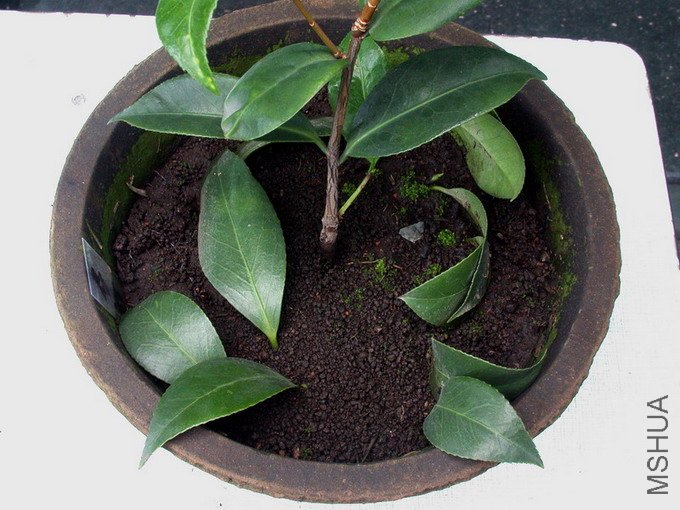 DSCN5977.jpg