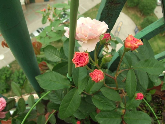 DSCF1372.JPG