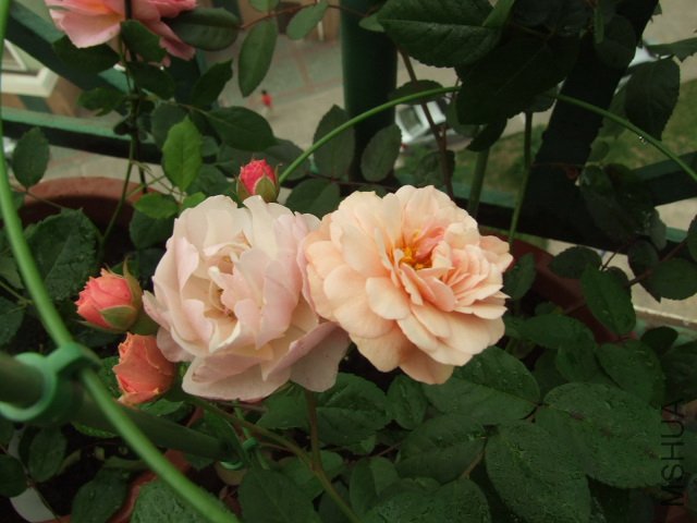DSCF1367.JPG