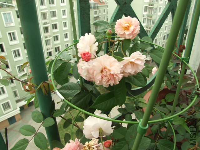 DSCF1390.JPG