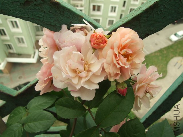 DSCF1374.JPG