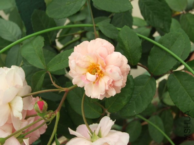 DSCF1391.JPG