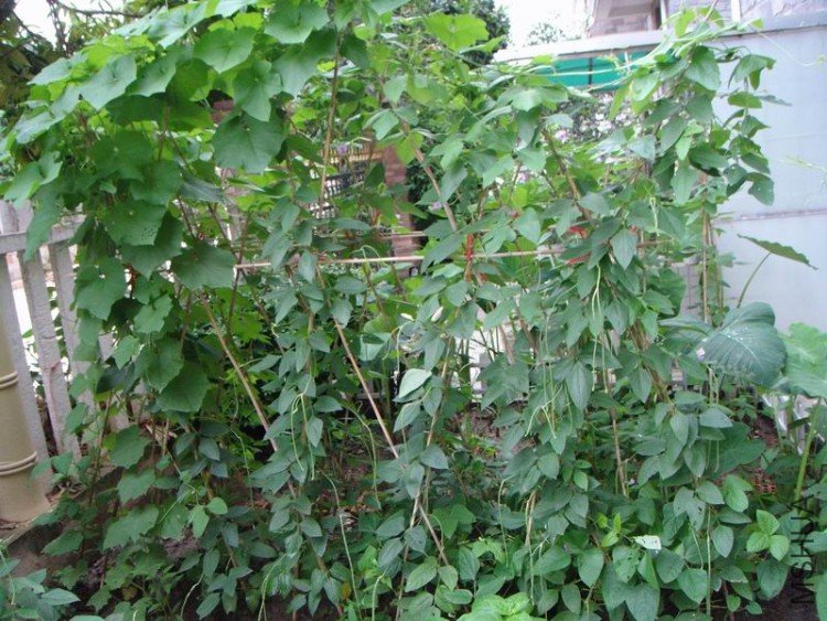 ������С DSC08359.JPG