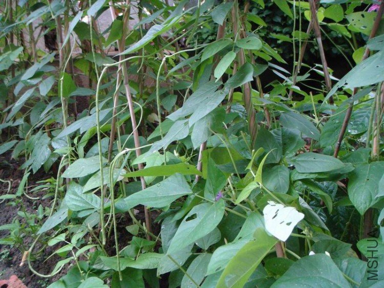 ������С DSC08361.JPG