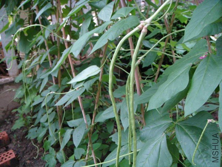 ������С DSC08360.JPG