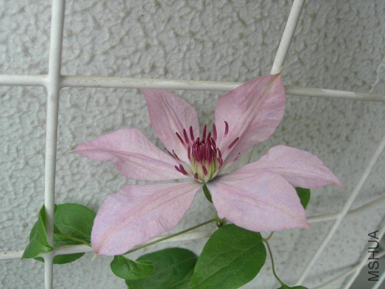 ��ҩ���Բ���