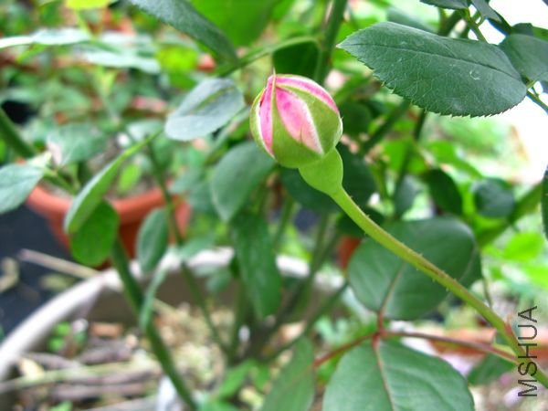 nEO_IMG_IMG_0010.jpg
