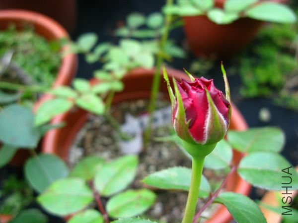 nEO_IMG_IMG_0013.jpg