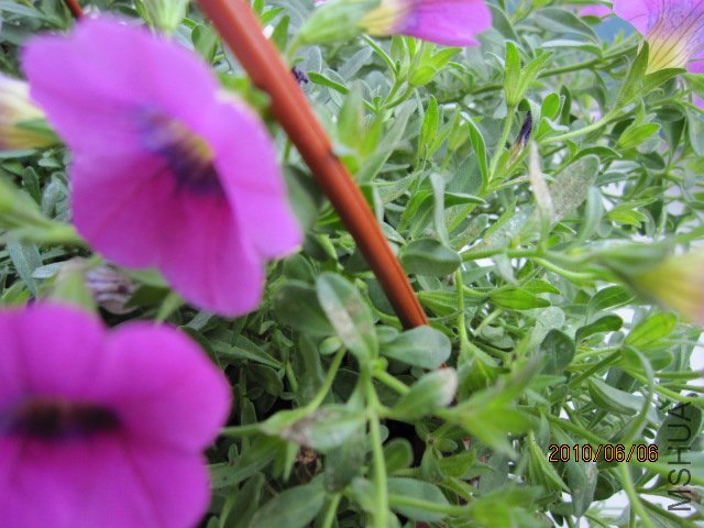 IMG_1854.JPG