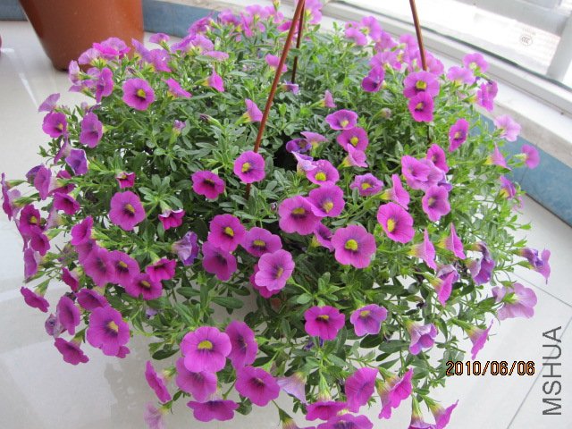 IMG_1850.JPG