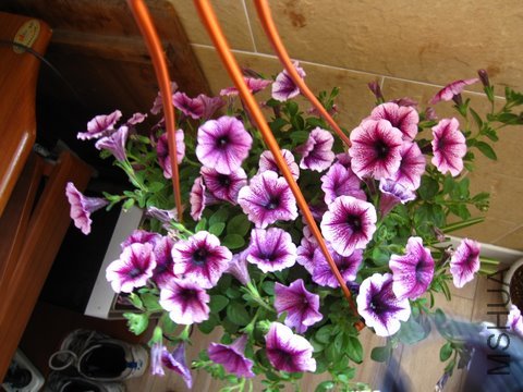 ��ţ������������