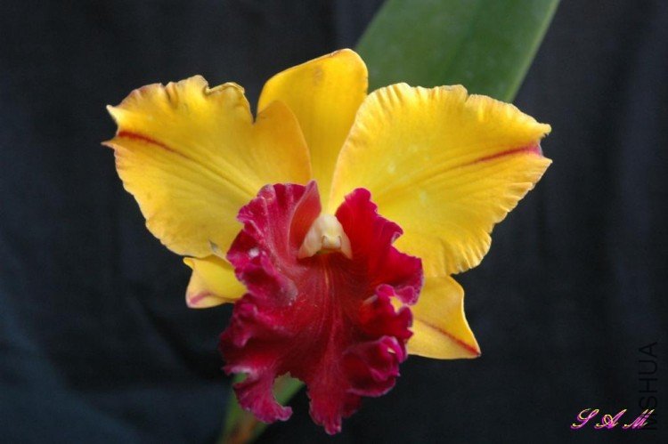 Blc.chunyeah 3.JPG