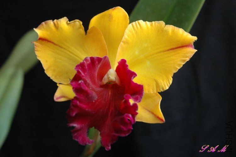 Blc.chunyeah 1.JPG