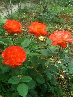IMG0650A.jpg