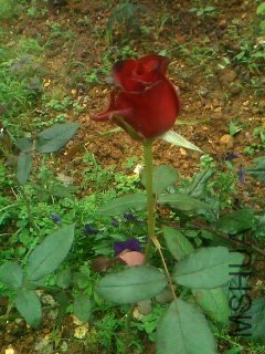 IMG0652A.jpg