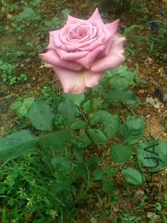 IMG0651A.jpg