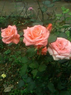 IMG0649A.jpg