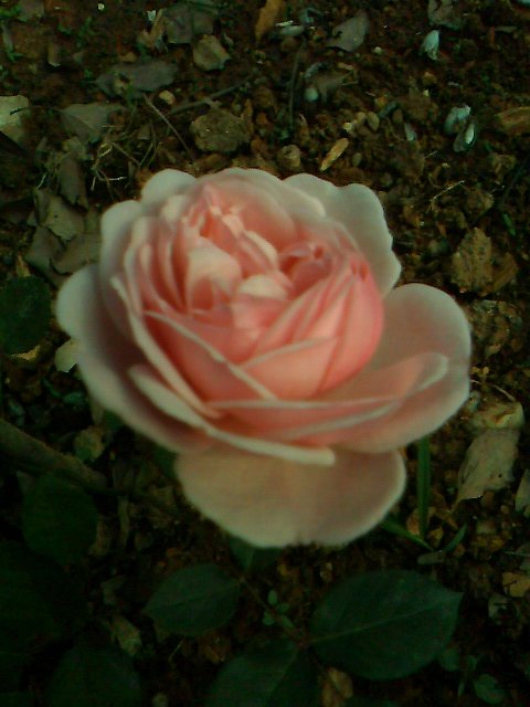 IMG0380A.jpg