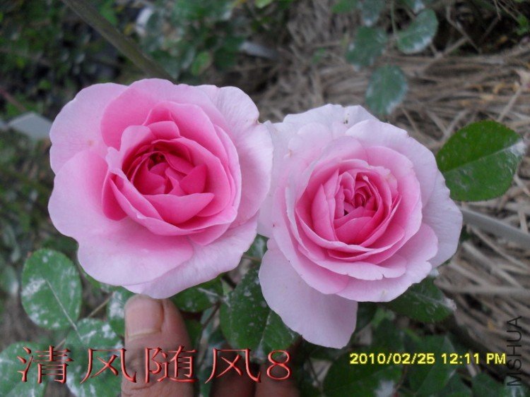 ����³�»��� (19).jpg