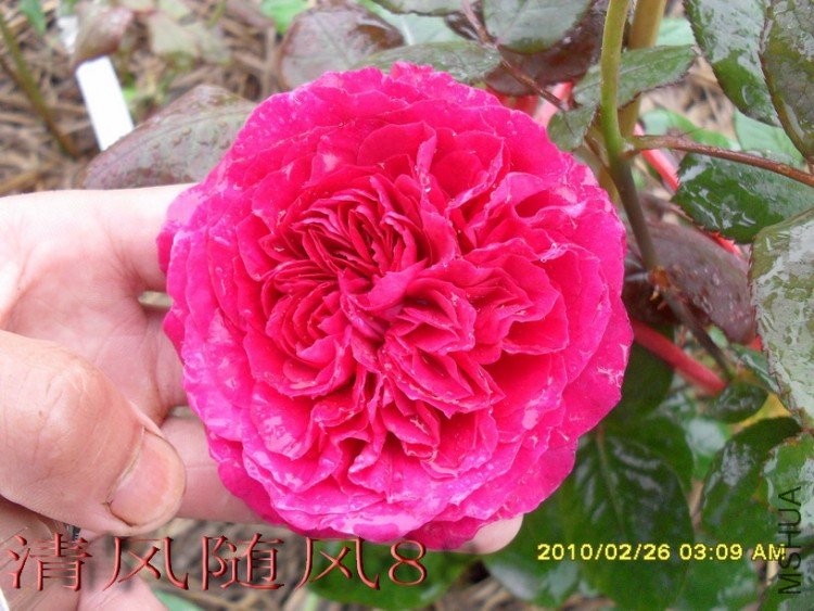 �ʼ���֬ (1).jpg