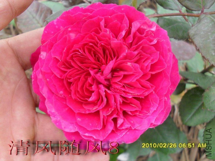 �ʼ���֬ (2).jpg