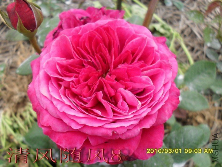 �ʼ���֬ (8).jpg