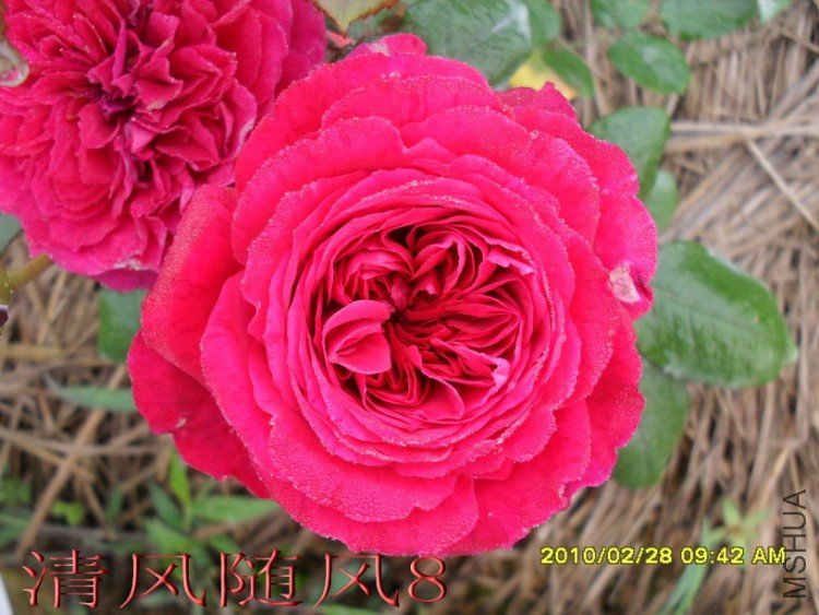 �ʼ���֬ (4).jpg