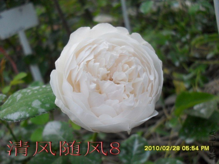 �����׳Ǳ�1 (3).jpg