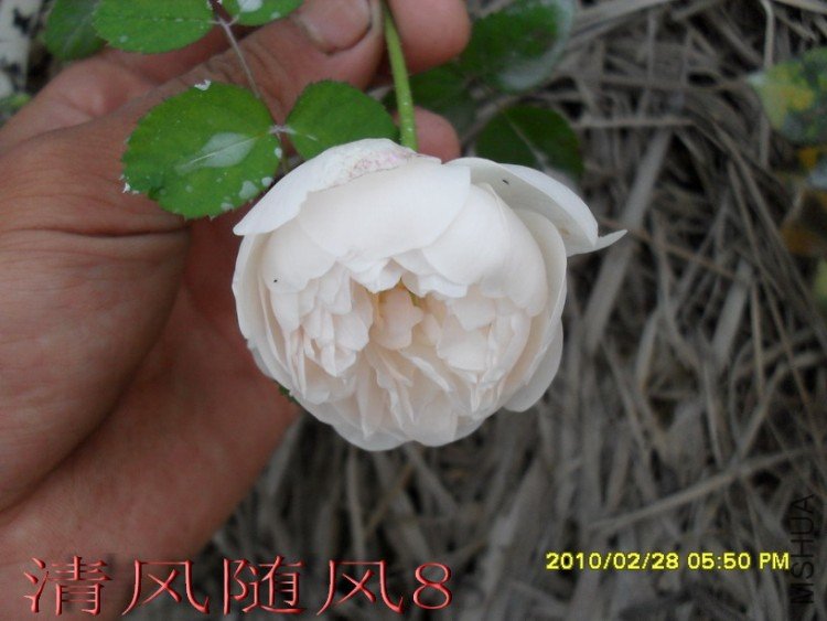 �����׳Ǳ�1 (1).jpg