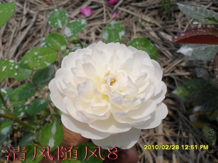 �����׳Ǳ�1 (23).jpg