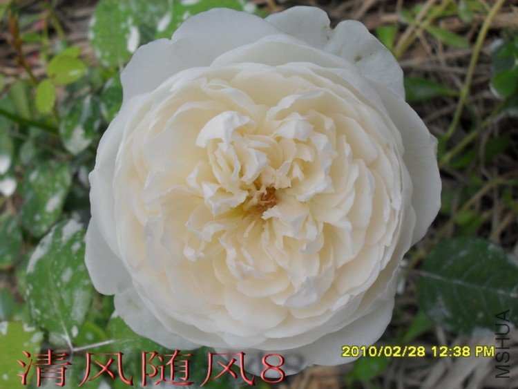 �����׳Ǳ�1 (28).jpg