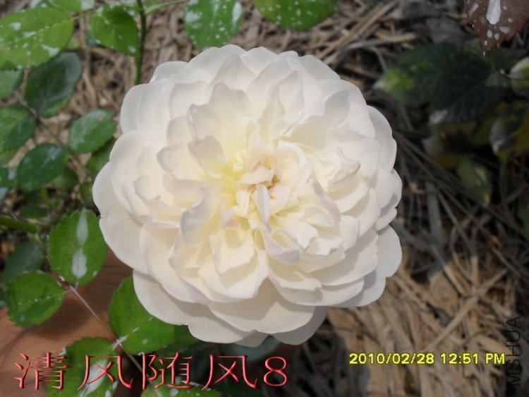 �����׳Ǳ�1 (17).jpg