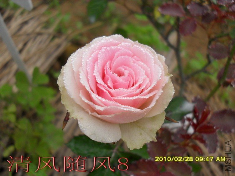 С����԰1 (4).jpg