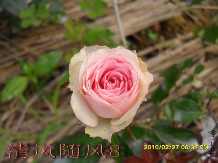 С����԰1 (15).jpg