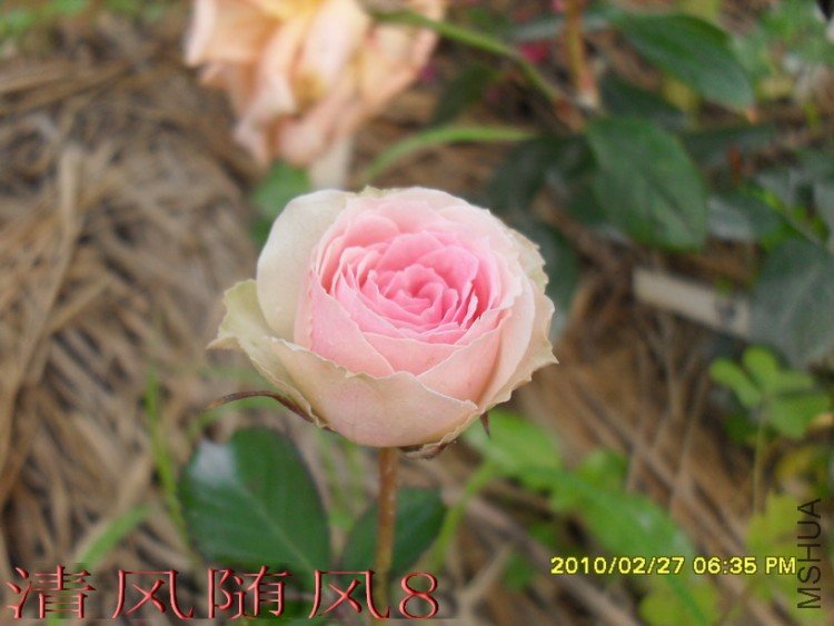 С����԰1 2.jpg