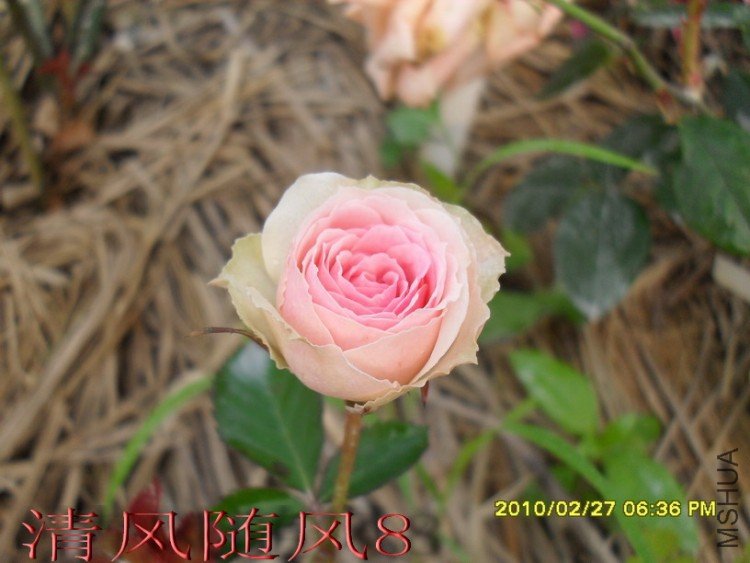 С����԰1 (12).jpg